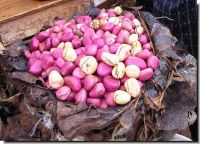 Kola nut