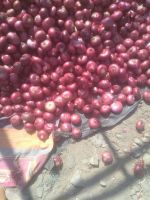 Best export quality low priced red Onions now AVAILABLE!!!!