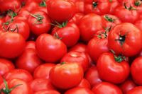 Fresh Tomatoes for sale at cheap rates