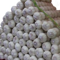 Fresh natural pure white Garlic for sale