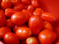 High quality Fresh tomatoes for sale at cheap offers