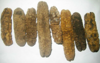 Dried Sea Cucumber