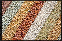 Soybeans Lentils / Organic Beans / Cocoa Beans