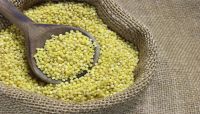 Millet for human and animal