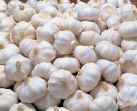 Pure Fresh and White Garlic