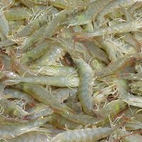 Frozen Whole White Shrimp