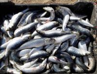 Frozen Sardine fish 6-8pcs/kg