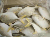 FROZEN BLACK POMFRET , Top Quality Frozen Golden Pomfret Golden Pompano