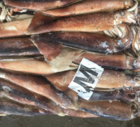 Argentina squid / Frozen squid / Frozen Illex Squid