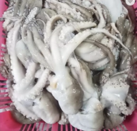 FROZEN OCTOPUS WHOLE CLEAN/ FROZEN OCTOPUS LONG ARM WHOLE / HIGH QUALITY - FROZEN BABY OCTOPUS /