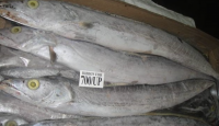 IQF Frozen Barracuda Fish