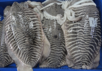 Frozen Cuttlefish Whole / Baby Cuttlefish / cuttlefish whole cleaned for sale