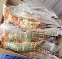 Live Canadian Lobsters / Frozen Lobster Tails available for sale