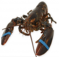 Live Boston Lobster/ Live Canadian Lobsters / Frozen Lobster Tails available for sale