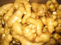 Offer high quality ginger with best price