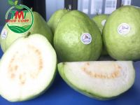 FRESH GUAVA