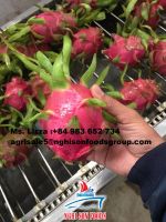 Fresh Dragon Fruit White Flesh wholesale lowest price