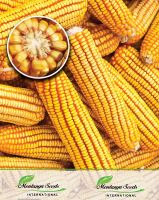 hybrid corn seed