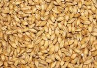 barley for Animal Feed