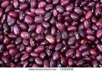 Low Price Wholesale New Crop HPS purple speckled kidney bean