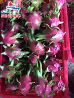 Fresh Dragon Fruit