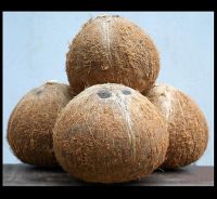 Semi Husked Coconut (Dried Coconut)