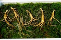 Wild Cultivated Ginseng