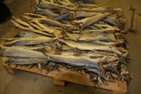 New Season Quality Cod Stock Fish
