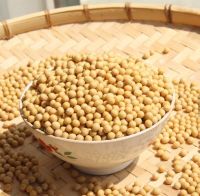 NON-GMO Dried Yellow Soybean