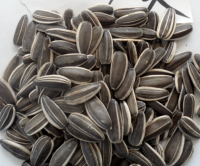 SUNFLOWER SEEDS 5009 240-250