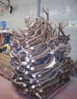 Sell  Red Deer Antlers ( Premium Quality )