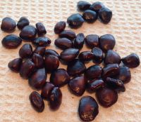 Sell Tamarind Seed & Powder