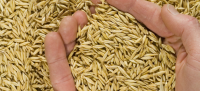 Sell Quality whole oats for oats flakes , oats flour