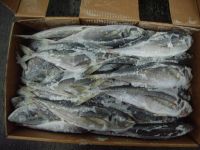 Horse mackerel, tilapia, sardine, Frozen Seafood