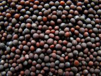 Sell Black Mustard Seeds