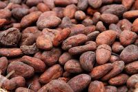 Dried Raw Cocoa Beans