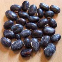 Mucuna Pruriens Seeds For Sale