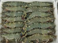 Frozen Fresh Shrimp/Seafood/Black Tiger Prawn