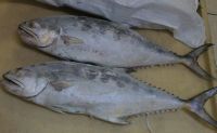 Frozen Queen Fish (Best Quality and Price)