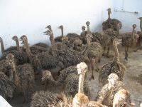 Sell ostrich chicks