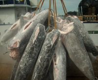 Hot Sale Wholesale Frozen Sword Fish