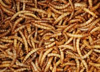 Premium Dried Mealworm