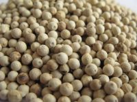 Whole Peppercorns pepper seeds wholesale White Pepper