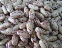Light Speckled kidney beans dried kidney beans