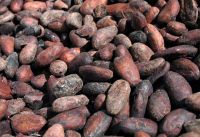 Wholesale chocolate Raw Cocoa Beans