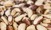 Organic Brazil nuts For wholesale