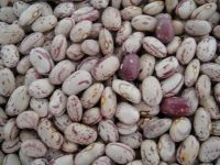 Dried kidney beans Speckled Kidney beans