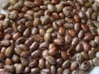 CASTOR BEAN SEEDS