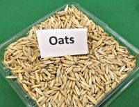Oats for sale.