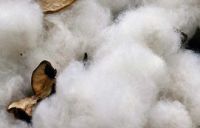 FRESHLY HARVESTED COTTON